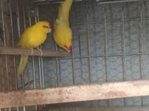   Kakariki 