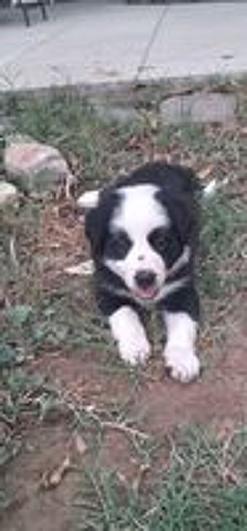   Border collie  femelles  