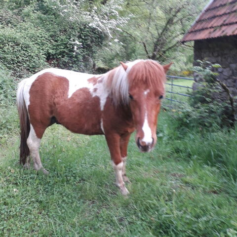 poney identifié IFCE 250 15270 Champs-sur-tarentaine-marchal