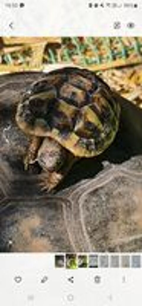   Tortue 