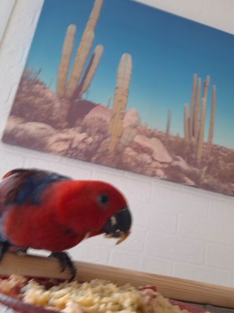 Eclectus 700 59000 Lille