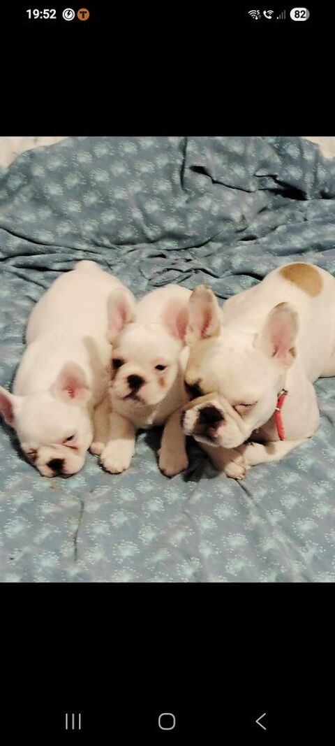 Bouledogue francais 1200 78980 Saint-illiers-le-bois