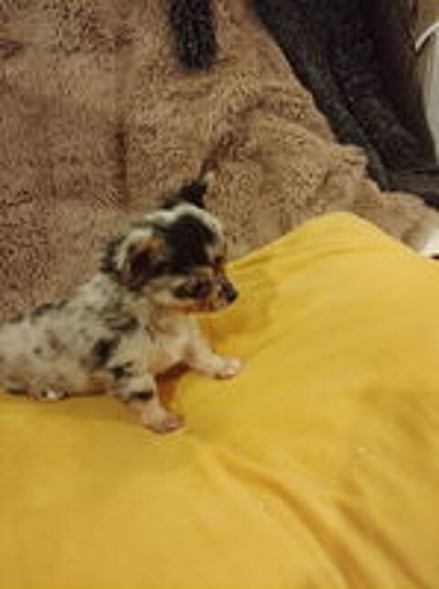   Magnifique Chihuahuas 