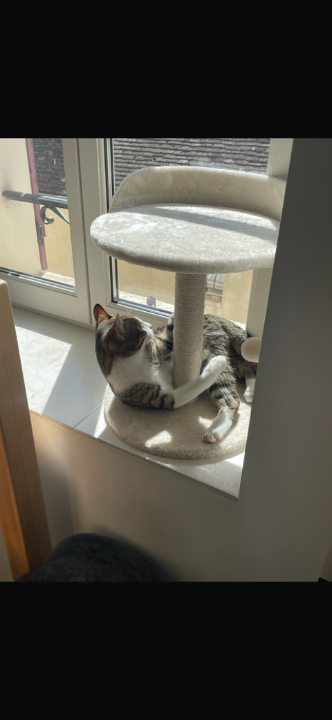 Chaton 10mois 0 77000 Melun