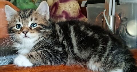 Chatons Siberiens LOOF 1500 75015 Paris