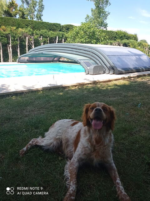 A r&eacute;server chiots 4 males et 1 femelle. 950 42450 Sury-le-comtal