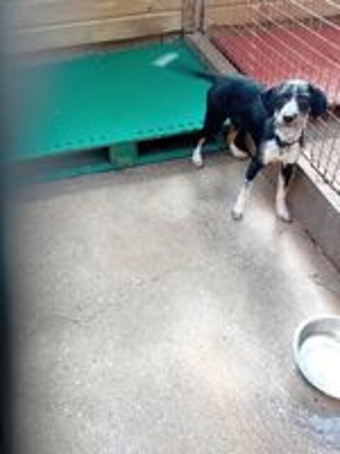   , donne 5 chiots bâtards de 5 mois 3 semaines 