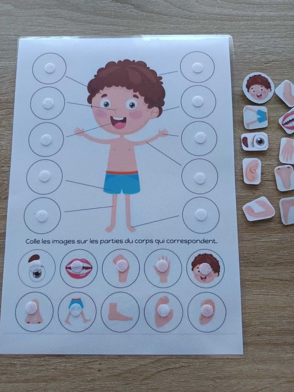 Montessori le corps humain Jeux / jouets