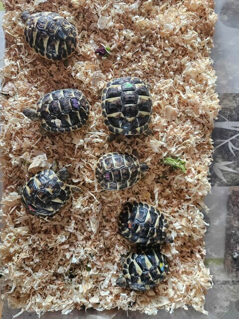 tortue+Hermann 30 Canet-en-Roussillon (66)