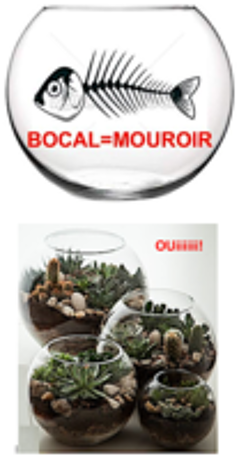   Bocal pour dcoration floral, pas pour un mouroir  poisson 