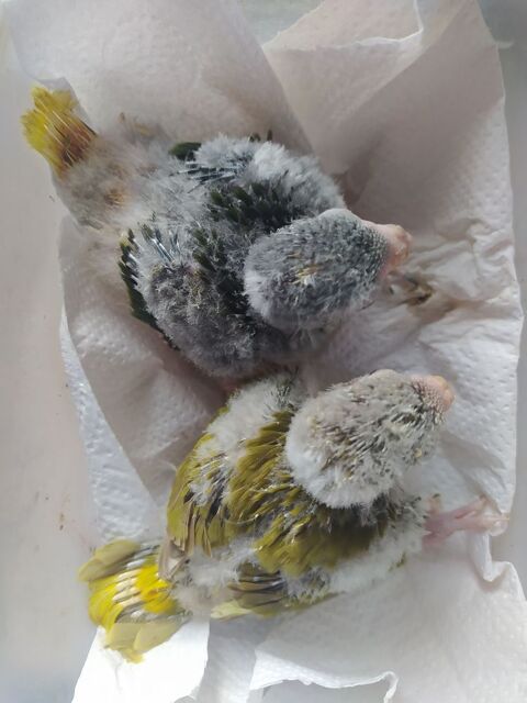 Kakariki 40 81370 Saint-sulpice