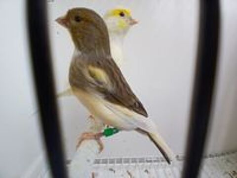   Couple de canaris  