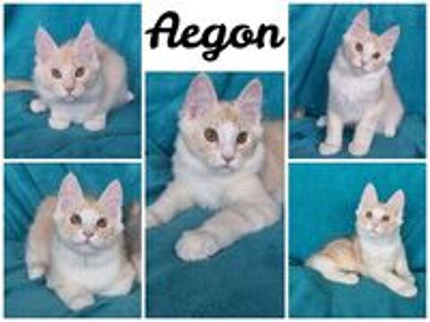   1 M�LE maines coon LOOF  