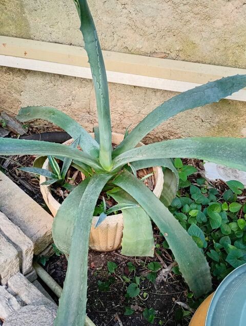 plante agave 10 Marseille 5 (13)
