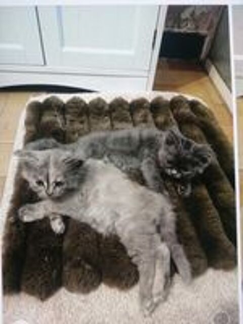   2 chatons
Mère sacrée de Bimanie
