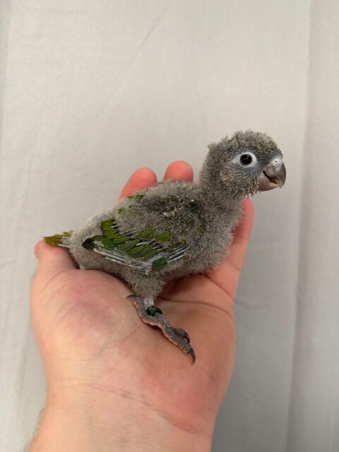 Conure Frontalis eam 170 59253 La gorgue