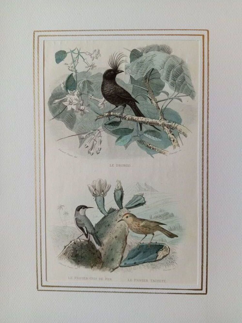 GRAVURES ORIGINALES DE BUFFON LES OISEAUX 1830 