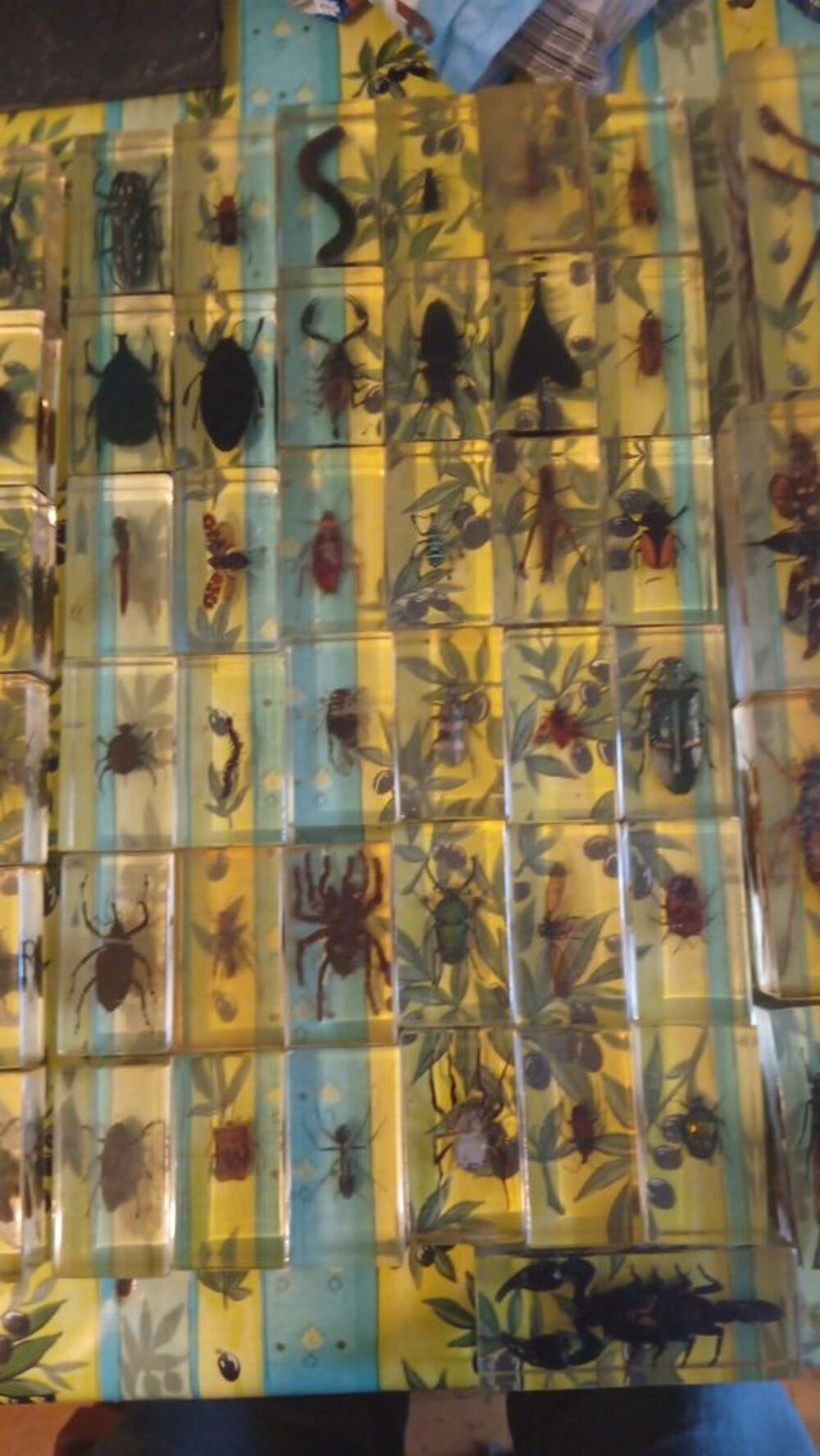 grande collection d'insectes 