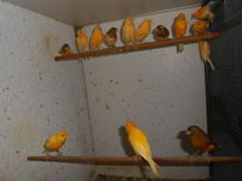   canaries males 15e et femelles 20e B 2023   