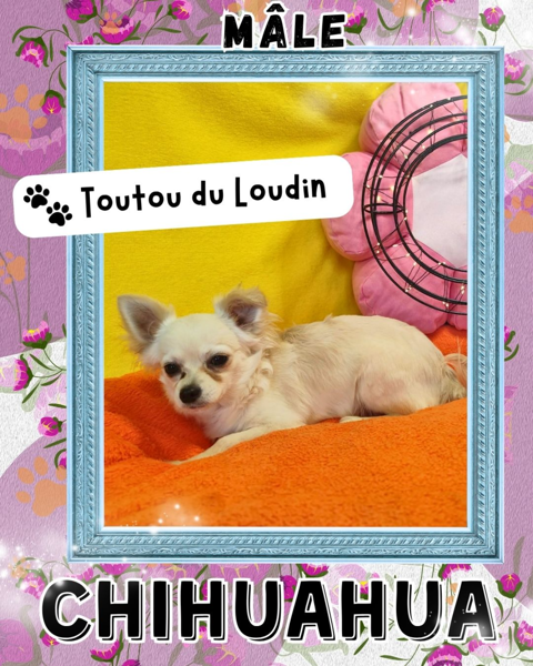 Chiot chihuahua m&acirc;le poils longs 500 18140 Précy