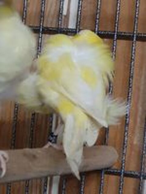   3 canaris fiorino 