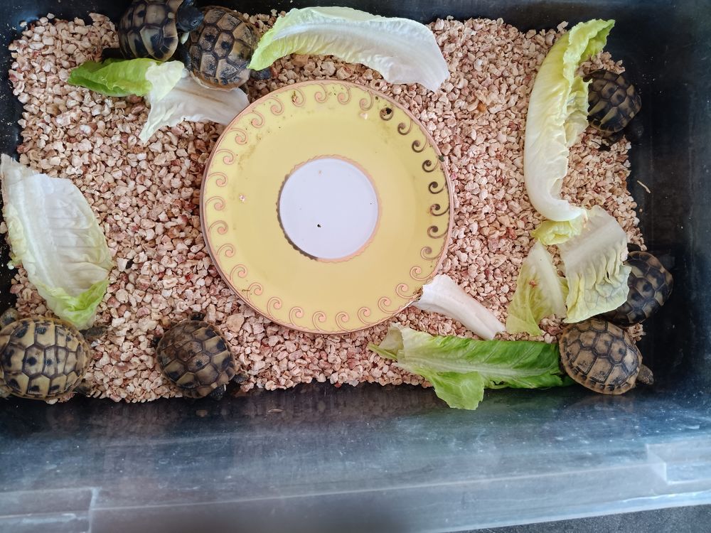   Tortue née dans jardin 