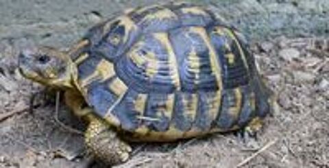   Recherche tortue Hermann femelle. 