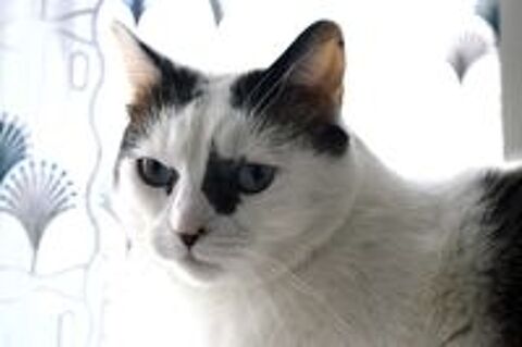   LILY, belle chatte noire et blanche  adopter via l'association UMA 