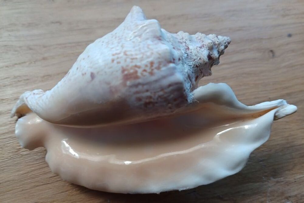 Coquillage Aliger Gallus 