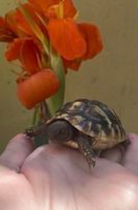   Bébé tortue terre 1 an  