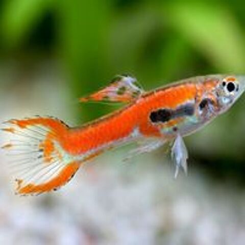   Do. de guppys endler  