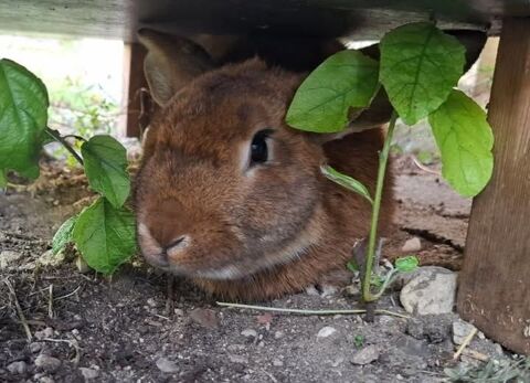 Lapin WOOLTER à l adoption 50 26130 Saint-restitut