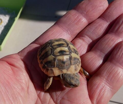 BB tortues H 35 34470 Pérols