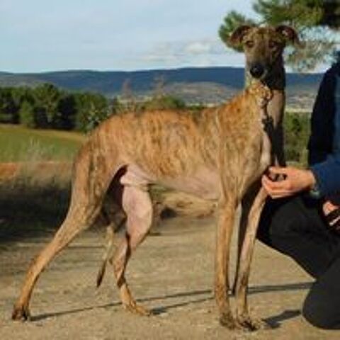   THIAGO💙Galgo 