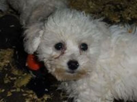  CHIOT FEMELLE BICHON FRISE LOF 