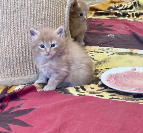 maine coon 0 60420 Maignelay-montigny