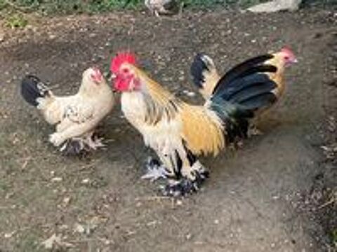  Coq Sabelpoot de 2025 