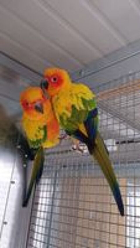   Conures Soleil EAM Baguées, sexées ADN, sevrées 