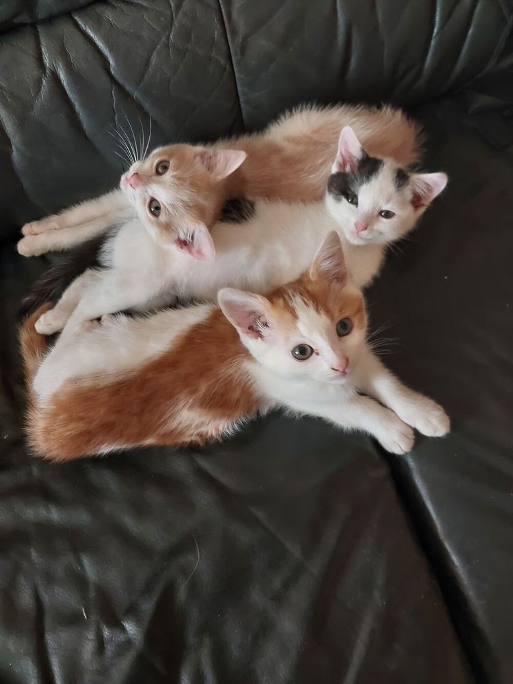   Donne chatons 