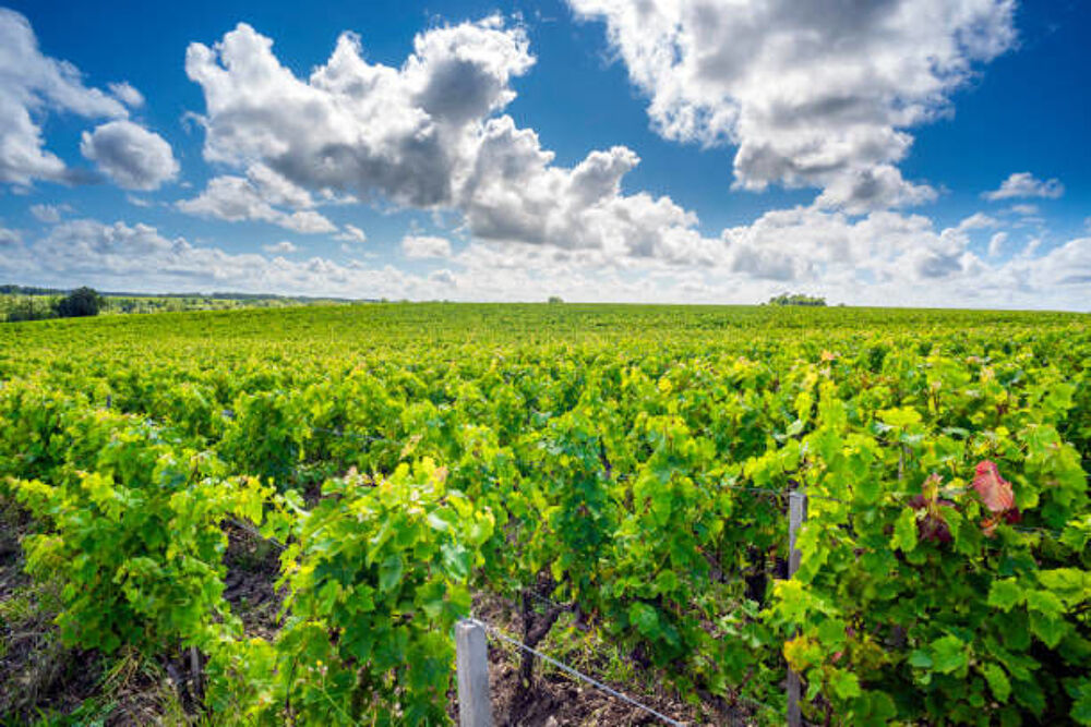 Vente Propriété/Château PROPRIETE VITICOLE PROCHE DE BLAYE Blaye