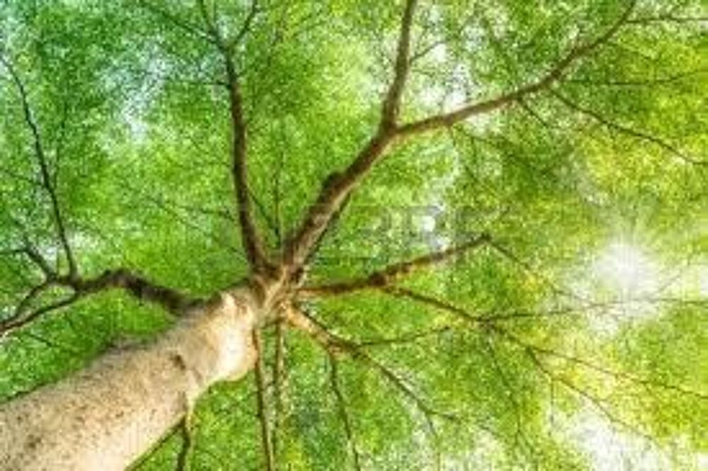 1 plant de noyer d'amerique ou noyer a bois Jardin