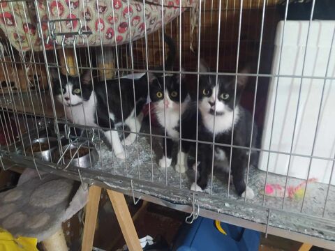 3 Chatons calins 6 mois 80 34420 Villeneuve-ls-bziers