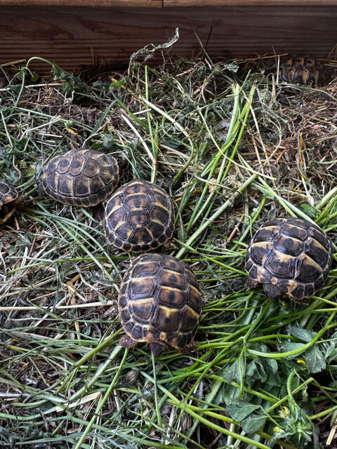 tortues de terre grecque 0 83500 La seyne-sur-mer