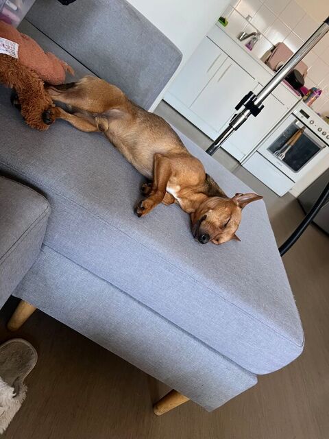 Petit pinscher nain cherche maison avec jardin 0 91310 Linas