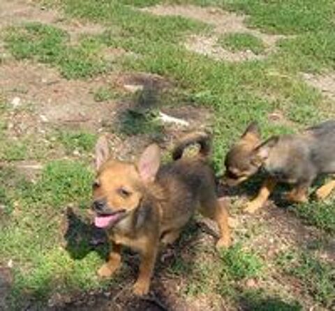   Chiots Pineranian  