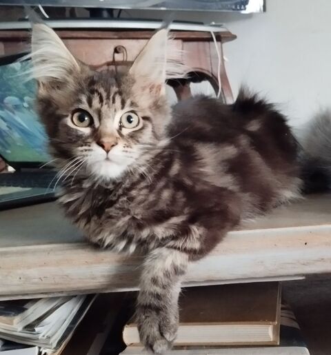 Maine Coon loof 900 56140 Tréal