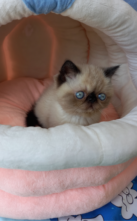 persan/exotic shorthair à réserver 850 85250 Saint-andr-goule-d'oie