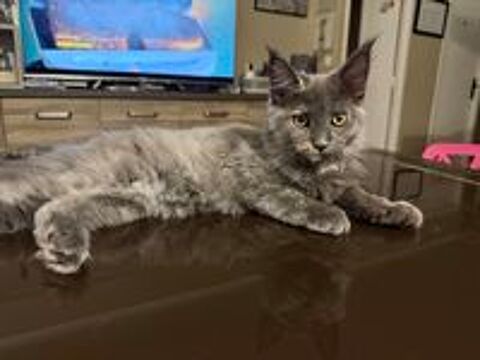   Maine Coon 