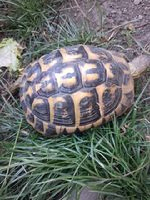   Tortue femelle 18 ans 