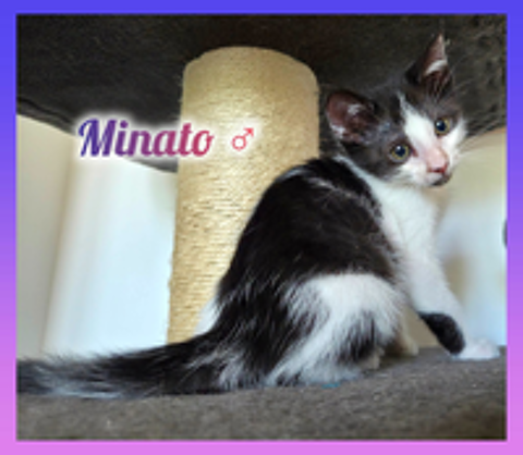   Minato à l'adoption 